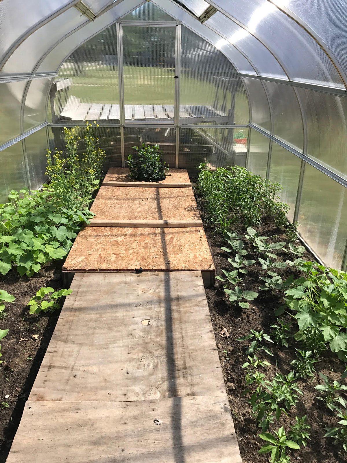Inside a school greenhouse with rows of raised beds full of leafy greens and starter seedlings