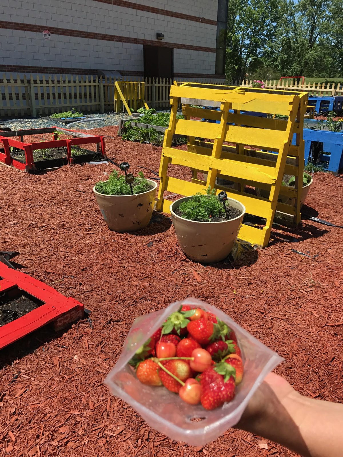 A hand holding a tray of freshly harvested tomatoes and produce above the school garden raised beds